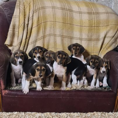 Chiots  anglo français de petite venerie #3