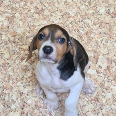 Chiots  anglo français de petite venerie #4