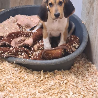 Chiots  anglo français de petite venerie #5