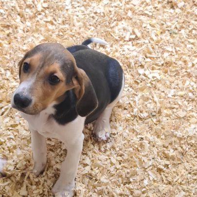 Chiots  anglo français de petite venerie #6