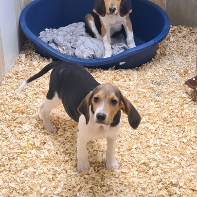 Chiots  anglo français de petite venerie