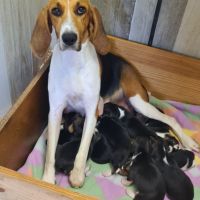 Chiots  anglo français de petite venerie #1