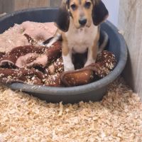 Chiots  anglo français de petite venerie #5