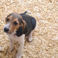 Chiots  anglo français de petite venerie #6