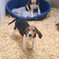 Chiots  anglo français de petite venerie #0