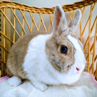 Lapin nain, femelle, 2.5 ans