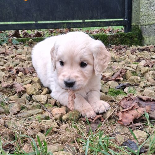 Chiots golden retriever lof