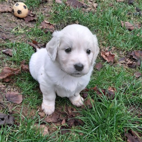 Chiots golden retriever lof #4
