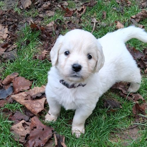 Chiots golden retriever lof #5