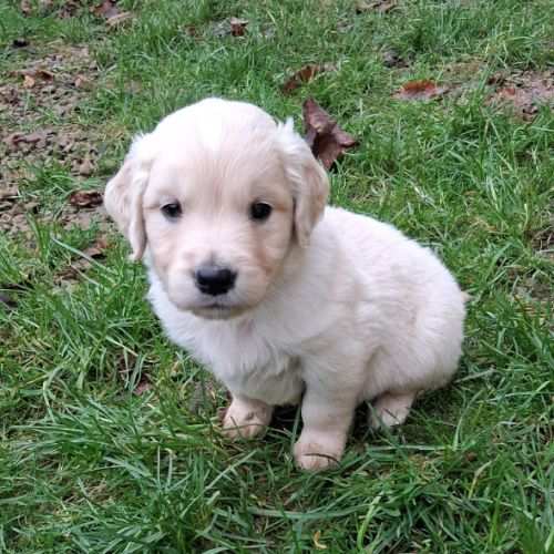 Chiots golden retriever lof #6