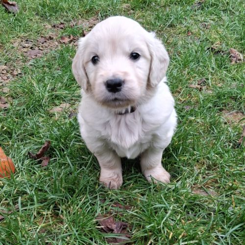 Chiots golden retriever lof #7