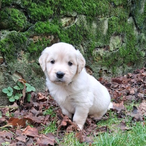 Chiots golden retriever lof #8