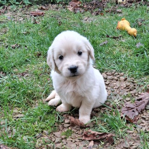 Chiots golden retriever lof #9