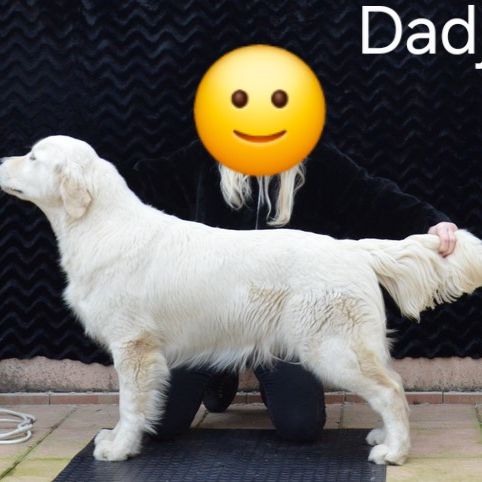 Chiots golden retriever lof #10