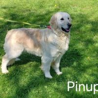 Chiots golden retriever lof #1