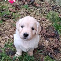 Chiots golden retriever lof #3