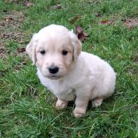 Chiots golden retriever lof #6
