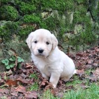 Chiots golden retriever lof #8