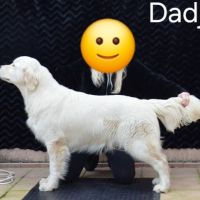 Chiots golden retriever lof #10