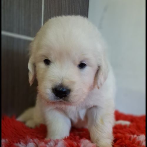 Chiots golden retriever #1