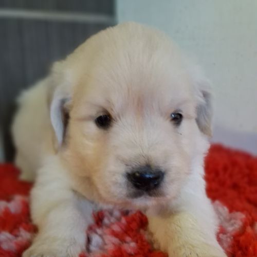 Chiots golden retriever #2