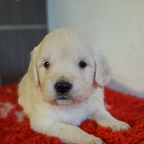 Chiots golden retriever