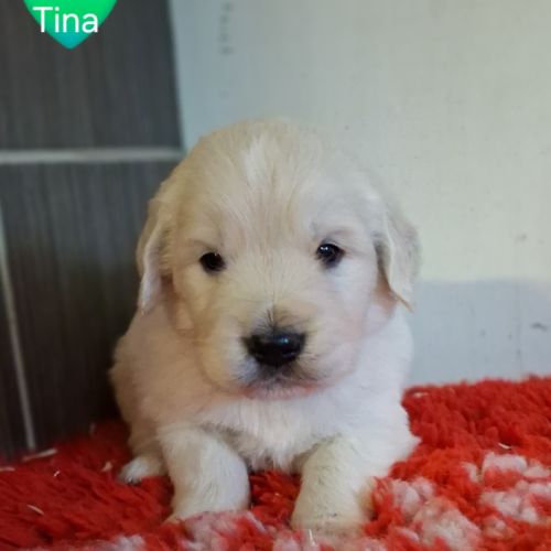 Chiots golden retriever #6