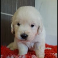 Chiots golden retriever #1