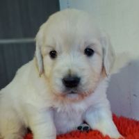 Chiots golden retriever #3