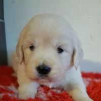 Chiots golden retriever #5