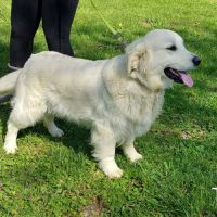Chiots golden retriever #8