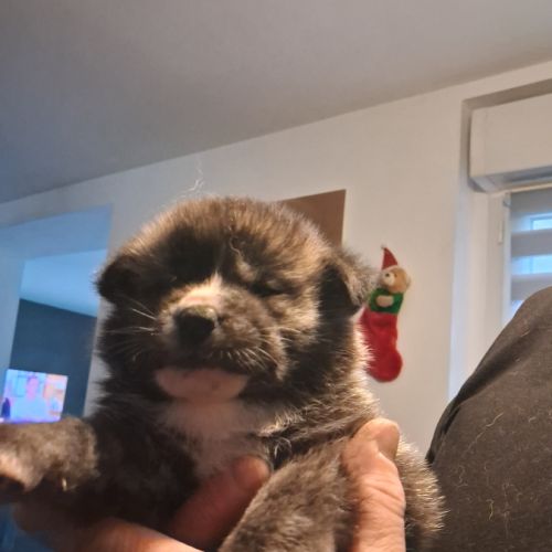 Vente chiots akita inu