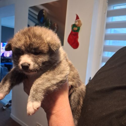 Vente chiots akita inu #4