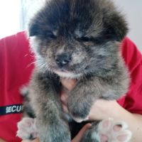 Vente chiots akita inu #1