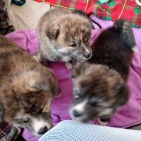Vente chiots akita inu #2