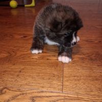 Vente chiots akita inu #5