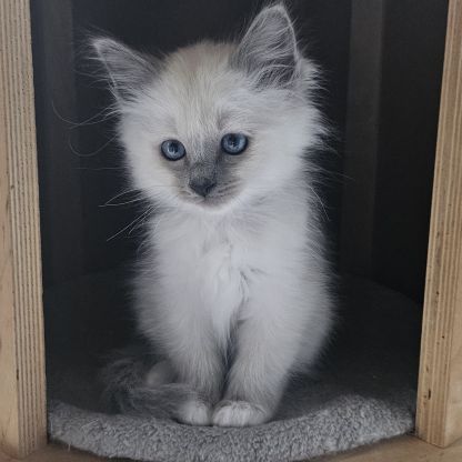 Femelles sacré de birmanie loof pour noël #0