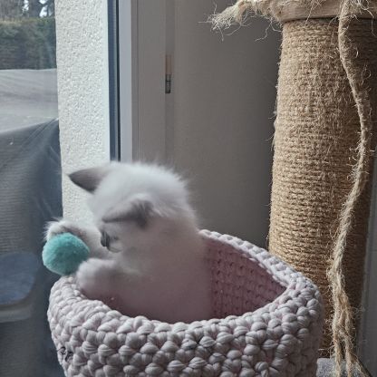 Femelles sacré de birmanie loof pour noël #2