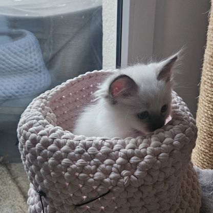 Femelles sacré de birmanie loof pour noël #3