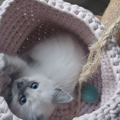 Femelles sacré de birmanie loof pour noël #5