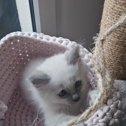 Femelles sacré de birmanie loof pour noël #6