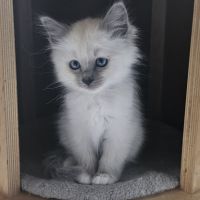 Femelles sacré de birmanie loof pour noël