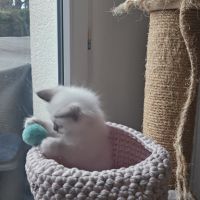 Femelles sacré de birmanie loof pour noël #2