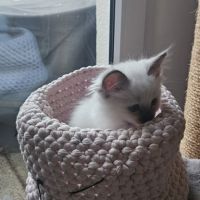 Femelles sacré de birmanie loof pour noël #3