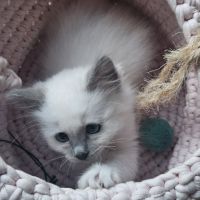 Femelles sacré de birmanie loof pour noël #4