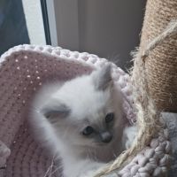 Femelles sacré de birmanie loof pour noël #6