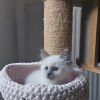 Femelles sacré de birmanie loof pour noël #7