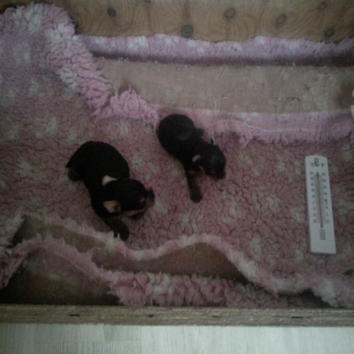 Magnifiques bb yorkshire lof m et f à  réserver