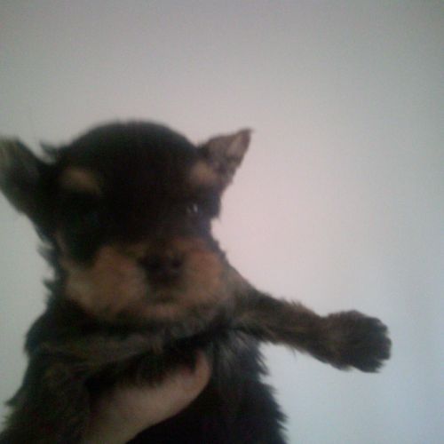 Magnifiques bb yorkshire lof m et f à  réserver #3