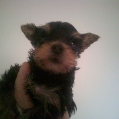 Magnifiques bb yorkshire lof m et f à  réserver #4